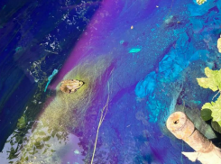 Чистый Таганрог – мечта или реальность? Эксперты о шансах на спасение природы