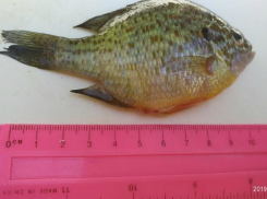 Под Таганрогом рыбак поймал пиранью