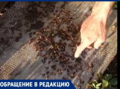 «Таганрогская птицефабрика» снова потравила пчел у  жителя хутора Некрасовка