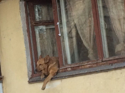 Самый позитивный пес был обнаружен в центре Таганрога