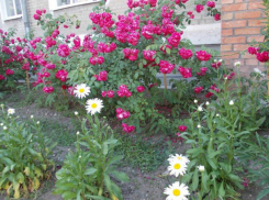 В городе продолжается конкурс «Цветущий Таганрог – 2018»