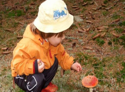 В Ростовской области от отравления грибами скончался пятилетний ребенок