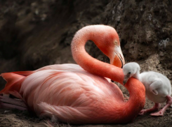 В Ростовском зоопарке пополнение, вылупились птенцы розового фламинго