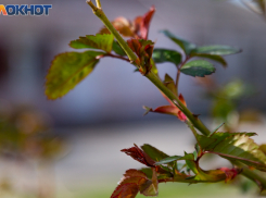 Синоптики предсказывают таганрожцам последние холодные выходные этой весны