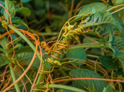 Невидимый враг захватывает поля под Таганрогом: введен карантин 