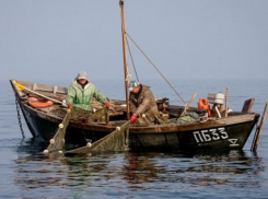 Рыбный промысел в Таганрогском заливе оказался под угрозой 