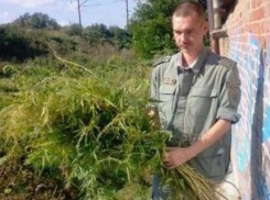 Казаки Таганрога снова уничтожили коноплю