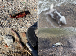 Мертвые дельфин, выдра, осетр, баклан на берегу Таганрогского залива – кто следующий?