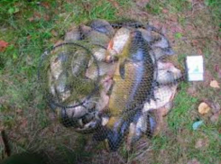 В водоемах в окрестностях Таганрога нашли потенциально опасную рыбу