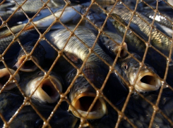 Возле Таганрога задержали браконьера с километровыми сетями и 5000 рыб