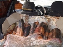 Под Таганрогом поймали рыбу без документов