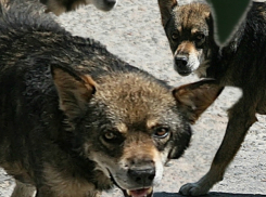 Следственный Комитет заинтересовался дикими собаками в Таганроге 