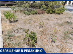 Махинации ради получения лакомого участка? Почему возле памятника Чехову в Таганроге погибла вся растительность