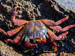 Американский гость: в Азовском море заметили краба из США