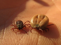 В Ростовской области зафиксированы 28 случаев заражения геморрагической лихорадкой