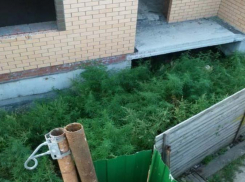 Жители центра города пожаловались на растущую рядом коноплю 