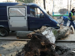 Сухое дерево в Таганроге рухнуло на машину: есть пострадавший