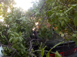 Ветер нанес убытки двум автовладельцам в Таганроге