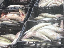 Браконьер под Таганрогом пытался вывезти рыбу на 800 тысяч рублей