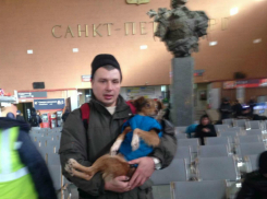 Песик Каштанчик,  на операцию которого жертвовали деньги читатели  Блокнота, из Таганрога прибыл в Санкт-Петербург 