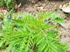 Апофеоз озеленения: на Пушкинской набережной Таганрога выросла амброзия