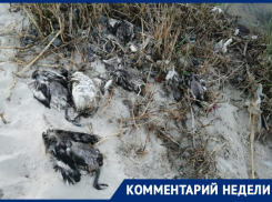 Администрация Таганрога прокомментировала ситуацию с мертвыми птицами на побережье