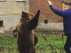 Медведица, разгуливающий по Таганрогу, оказалась актрисой цирка