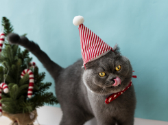 Как таганрожцам уберечь домашних животных от «новогоднего стресса»