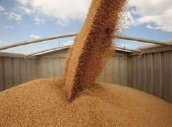 Из Таганрога чуть не отправили 20 тысяч тонн зараженного зерна на экспорт