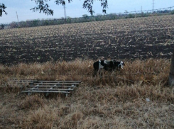 Четвероногий смертник? Возле подстанции в Таганроге заметили собаку «в военной форме» и с грузом в рюкзачке