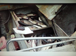 Под Таганрогом поймали браконьеров, улов был большой