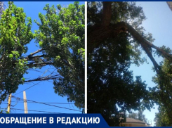 В разных частях города таганрожцы жалуются на деревья, которые мешают электричеству