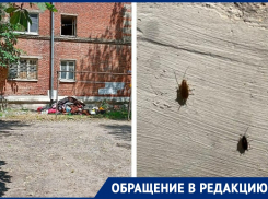 Кто виноват и что делать: в Таганроге жильцы МКД подверглись нашествию мелких тварей 
