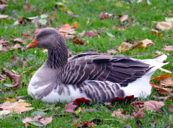 На Никиту Гусятника - особое указание про мелкие монеты и совет к обеду таганрожцам