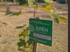 Таганрожцы вынуждены сами поливать брошенные администрацией города деревья 