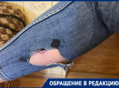 Гостью Таганрога искусала бездомная собака