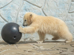  Дети-инвалиды из Таганрога могут с экскурсией побывать в ростовском зоопарке