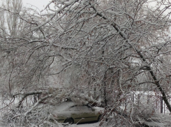 От снега в Таганроге деревья валятся на машины и «вымирают динозавры»