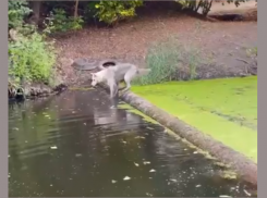  «Зелёные и по колено»: реки вблизи Таганрога пересыхают, сёла остаются без воды