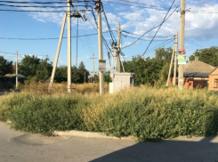 В Михайловке  бурьян и амброзия  на остановке и у магазина  замучили жителей