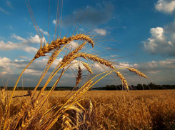 В Таганроге на предстоящей рабочей неделе будет и похолодание, и жара