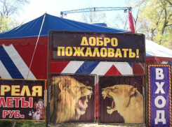 Приехавший в Таганрог цирк сливает нечистоты прямо в парк 