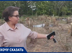 Жители Новобессергеневки просят остановить вырубку лесополосы на границе с Таганрогом 
