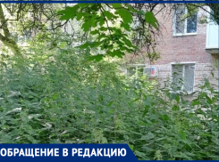 Дом по улице Тольятти в Таганроге шестой год тонет в зарослях травы