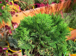 Осень — подходящее время для посадки хвойных: эксперт объяснила, почему