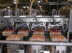 Акционеры  птицефабрики «Таганрогская» получат дивиденды