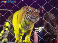 Не пропустите яркое и завораживающее цирковое шоу Династии Довгалюк в Таганроге