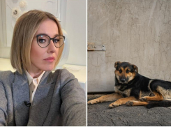 Вопрос строительства в Таганроге приюта для собак и закрытие приюта для людей подняла Собчак