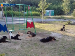 Приют для животных планируют построить в Таганроге 