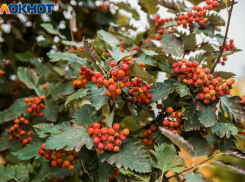 27 ноября — Филиппов день: традиции, приметы и запреты  для таганрожцев